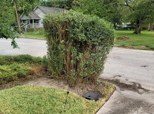Ronald J.'s Bush Trimming service result