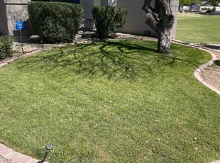 Shandraya H.'s grass cutting service result