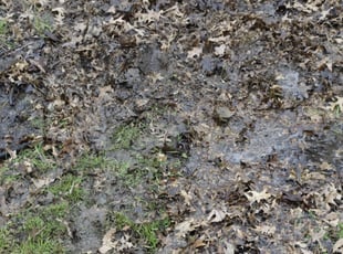 Ralph V.'s Leaf Removal service result