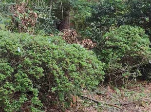Carol B.'s Bush Trimming service result