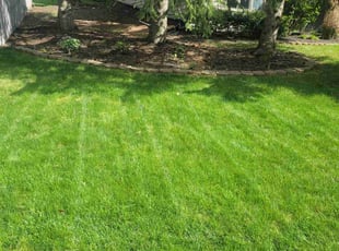 Kendra F.'s turf maintenance service result