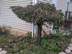 Marvietta M.'s lawn care service result