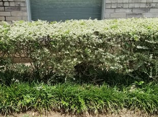 Joseph L.'s Bush Trimming service result