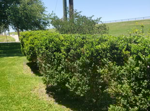 David M.'s Bush Trimming service result