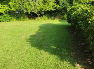 Anne N.'s turf maintenance service result