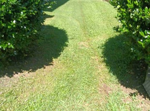 Thomas B.'s lawn care services service result