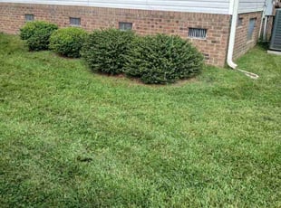 Michael M.'s lawn care service result