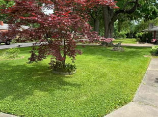 Robert M.'s turf maintenance service result