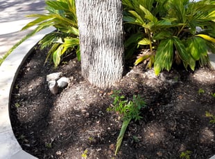 Elliot H.'s Leaf Removal service result