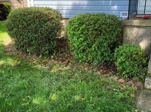 David W.'s Bush Trimming service result