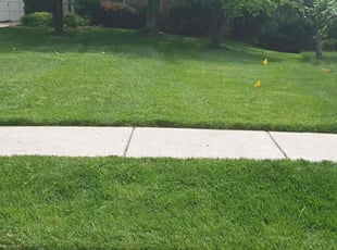 Mallory B.'s grass cutting service result