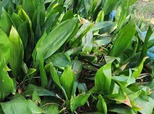 Patrick O.'s Weeding service result