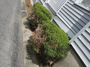 Kim J.'s Bush Trimming service result
