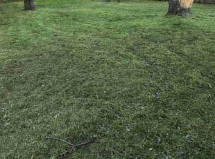 Loretta S.'s turf care service result