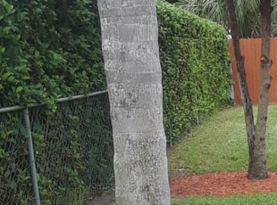 David A.'s Bush Trimming service result