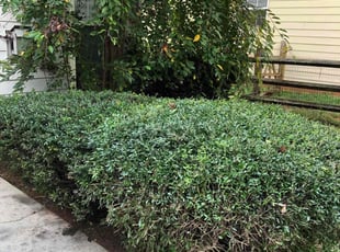 Nadia H.'s Bush Trimming service result