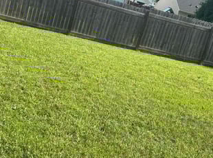 Rodney C.'s grass maintenance service result