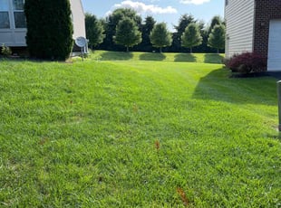 Kenneth H.'s lawn maintenance service result