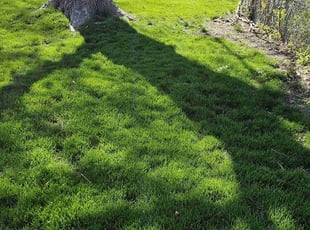 Sheniqua L.'s lawn care service result