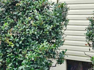 William D.'s Bush Trimming service result