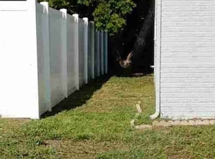 Tim A.'s lawn care services service result