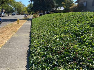 Jackie W.'s Bush Trimming service result