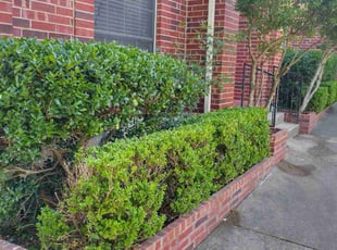 Rebecca W.'s Bush Trimming service result