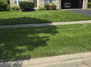 Jordan D.'s turf maintenance service result