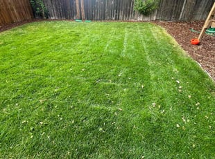 Carl R.'s grass cutting service result
