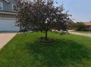 Noemi A.'s Tree or Bush Removal service result