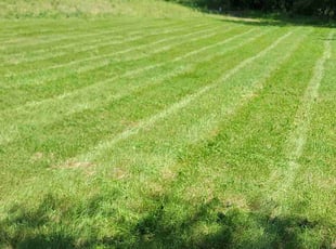 Sugina S.'s turf care service result