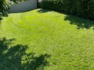 Grant A.'s turf maintenance service result