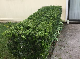 Nessim A.'s Bush Trimming service result