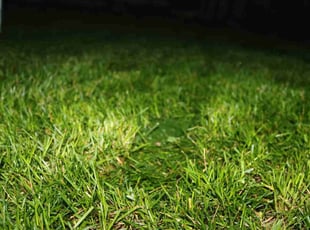 Diana H.'s lawn care service result