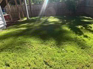 Kevin C.'s grass cutting service result
