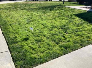 Lawrence D.'s turf maintenance service result