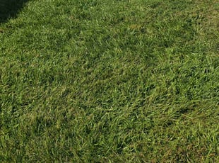 Carol G.'s turf maintenance service result