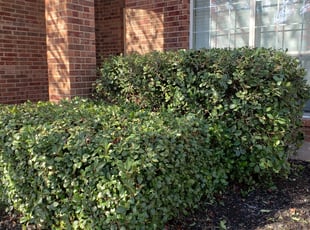 Roscoe U.'s Bush Trimming service result