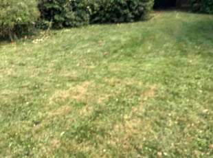 Roseanne D.'s Bush Trimming service result