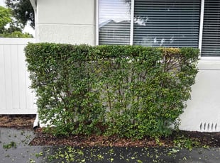 Mahmood A.'s Bush Trimming service result