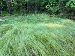 Kathryn F.'s lawn care services service result