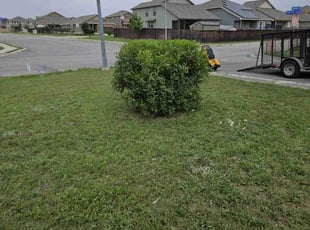 Michele A.'s Bush Trimming service result