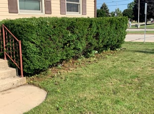 Shelia M.'s Bush Trimming service result