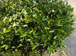 Lee S.'s Bush Trimming service result