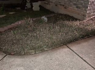 Bryce H.'s Bush Trimming service result