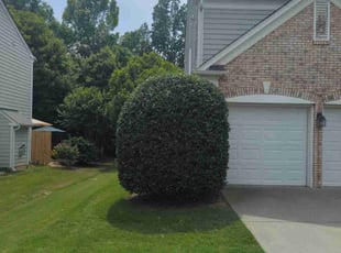 Esmeralda A.'s Bush Trimming service result