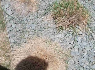 Csilla S.'s Bush Trimming service result