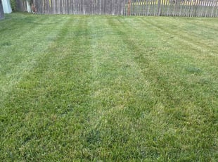 Dexter C.'s lawn service service result