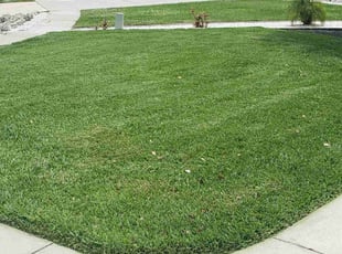 Layna S.'s lawn service service result
