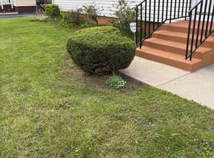Luke J.'s Bush Trimming service result